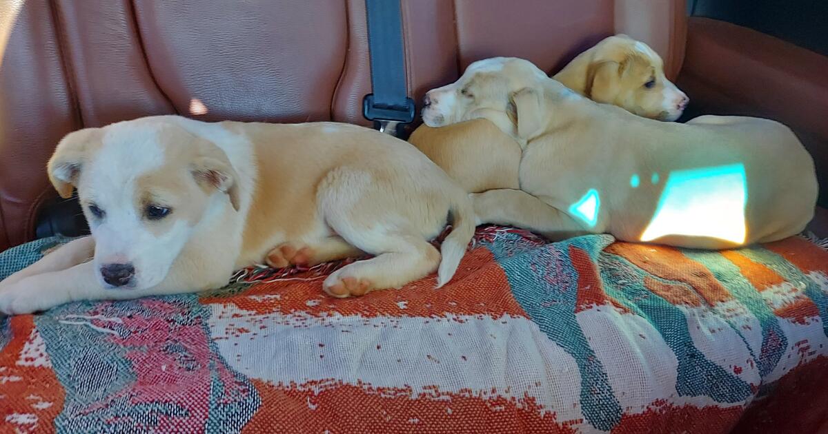 Puppies for Free in Lavonia, GA For Sale & Free — Nextdoor