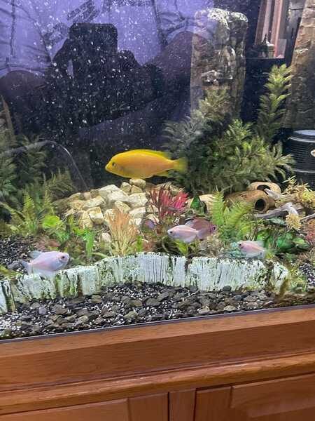 Miniatuur Leuk vinden Onvermijdelijk Te Koop Wegens Ziekte Aquarium Vissen 15 Stuks En Pomp Voor 375 € In  Zevenaar, GL | Gratis/Te Koop — Nextdoor