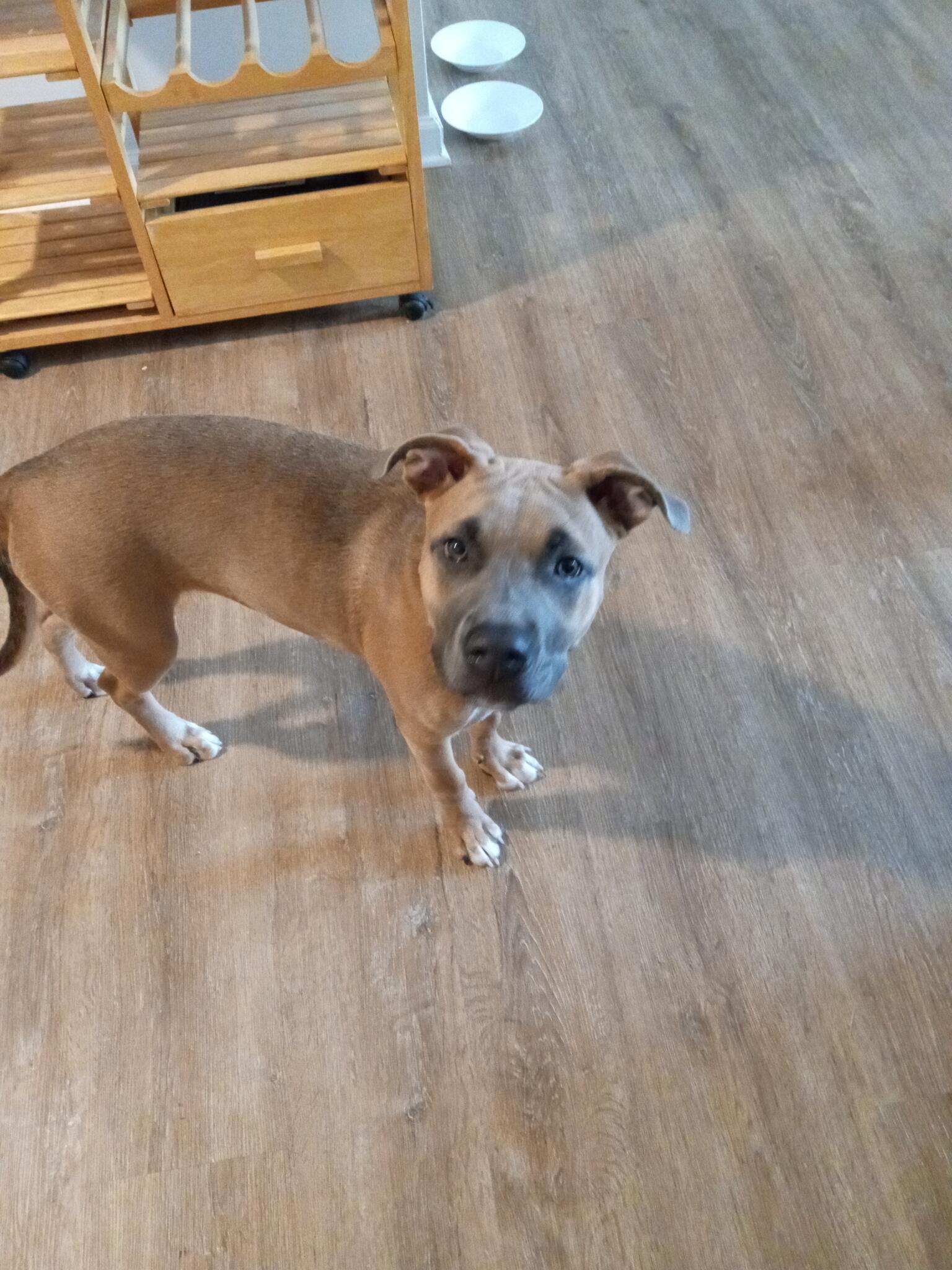 rhodesian ridgeback puppy