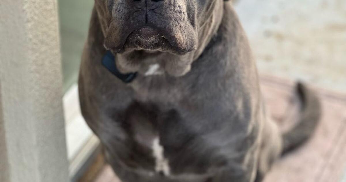 Cane Corso for Free in Lake Elsinore, CA Finds — Nextdoor