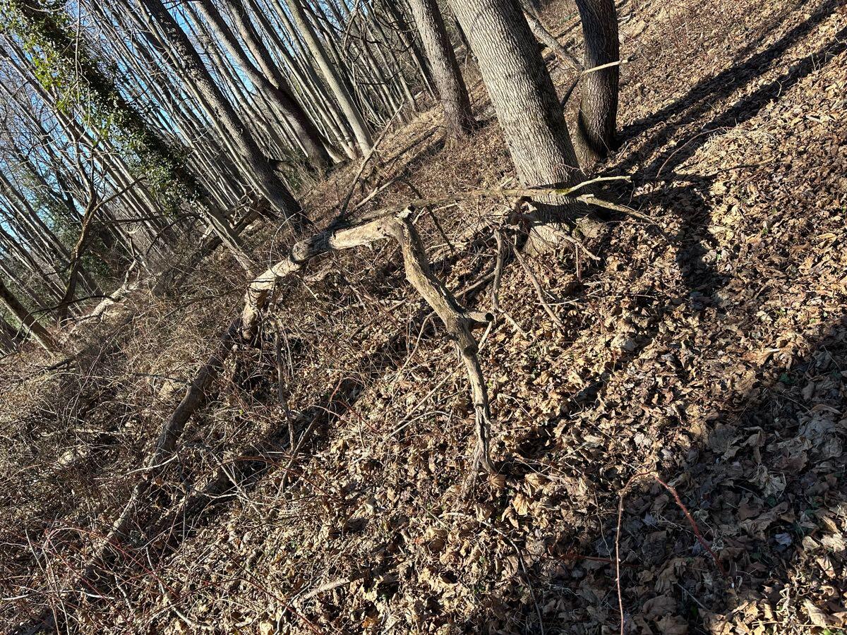 Free firewood for Free in Thornville, OH For Sale & Free — Nextdoor