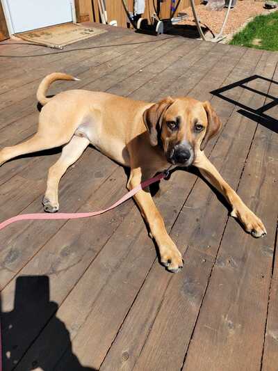 Petco online nail clipping