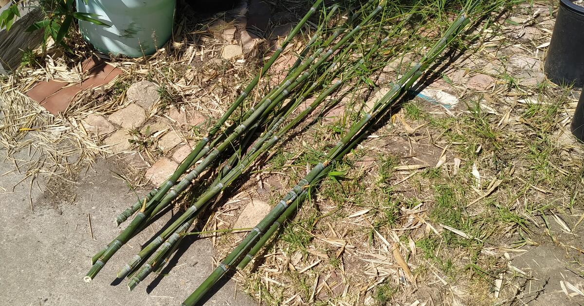 Free bamboo for Free in Ventura, CA Finds — Nextdoor