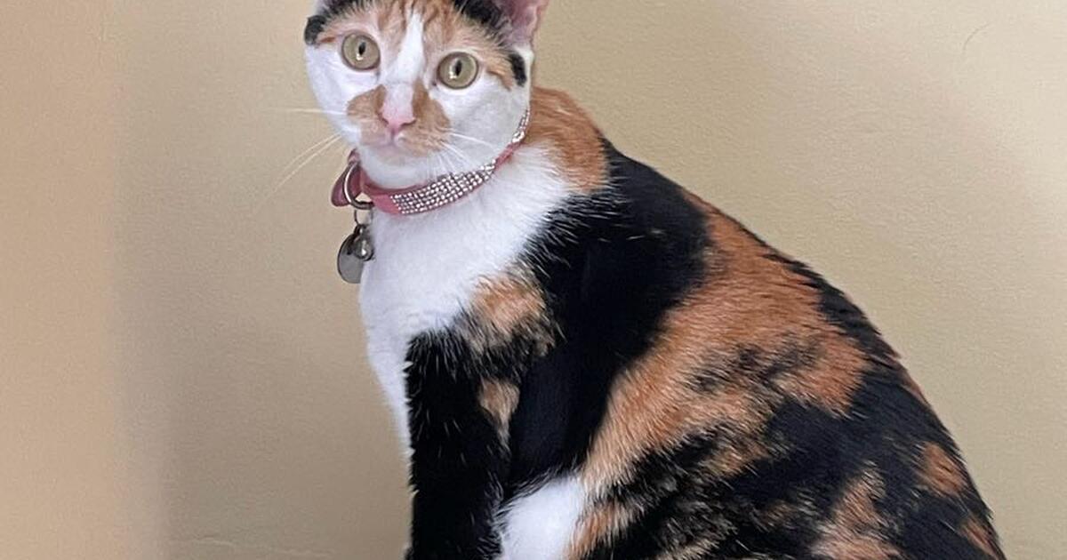 I am having to rehome my cat I’m highly allergic to cats. 😟 for Free in