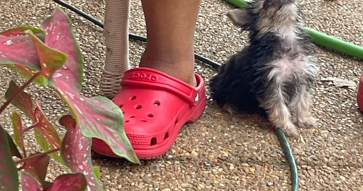 Teacup Yorkie girl for Free in Horn Lake, MS Finds — Nextdoor