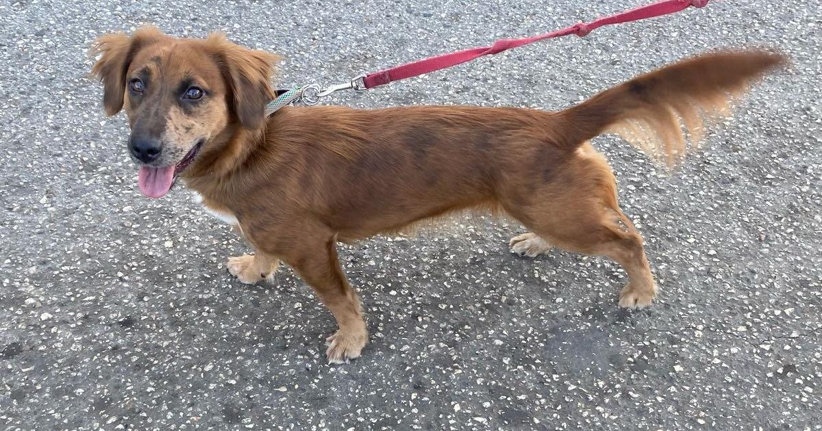 Dachshund for $50 in Tampa, FL | For Sale & Free — Nextdoor