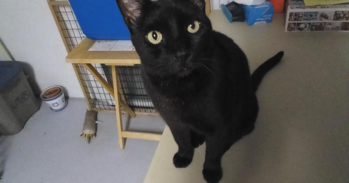 Adult Male Cat for Free in Inverness, FL For Sale & Free — Nextdoor