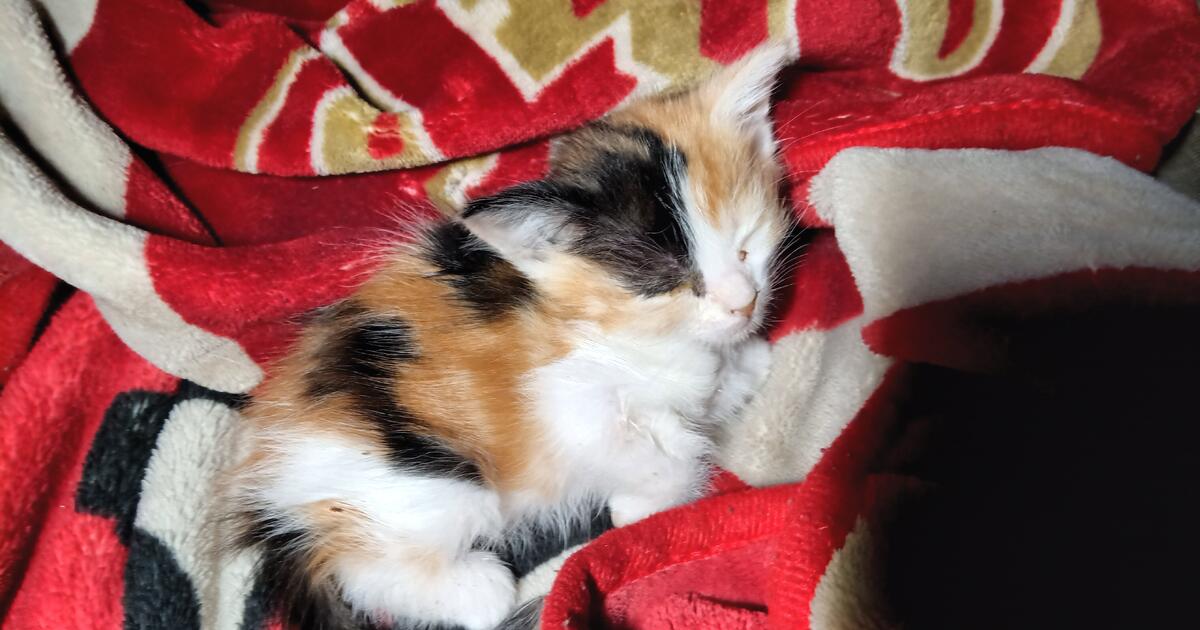 Kittens looking for loving home in Bakersfield, CA For Sale & Free