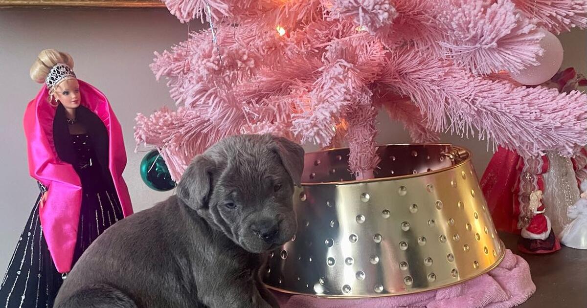 Puppies in New Palestine, IN For Sale & Free — Nextdoor