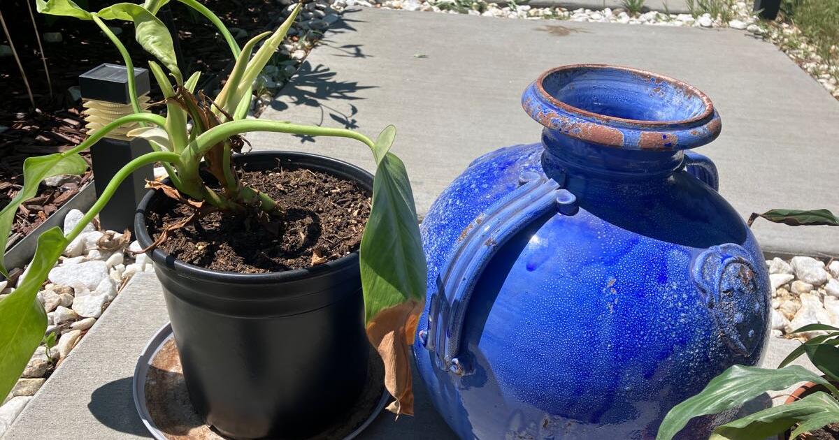 Plants and Pots for Free in Hollywood, FL Finds — Nextdoor