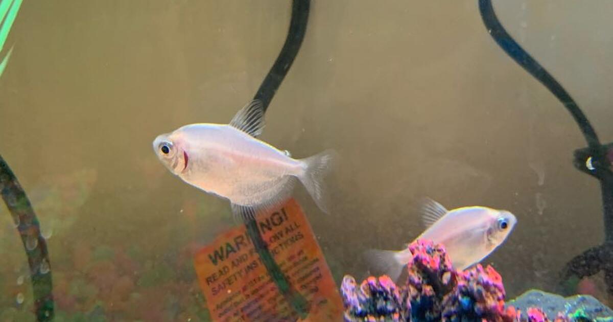 Aquarium and fish for Free in South Orange, NJ Finds — Nextdoor