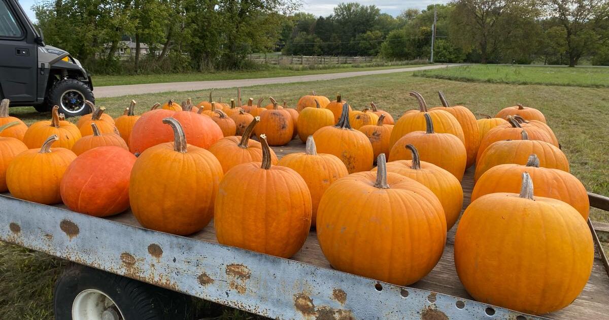 Pumpkins for sale for 1 in elkhorn wi for sale free nextdoor