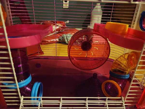 Hamster Cage Tiny Tales Princess Castle For 40 In New Orleans LA