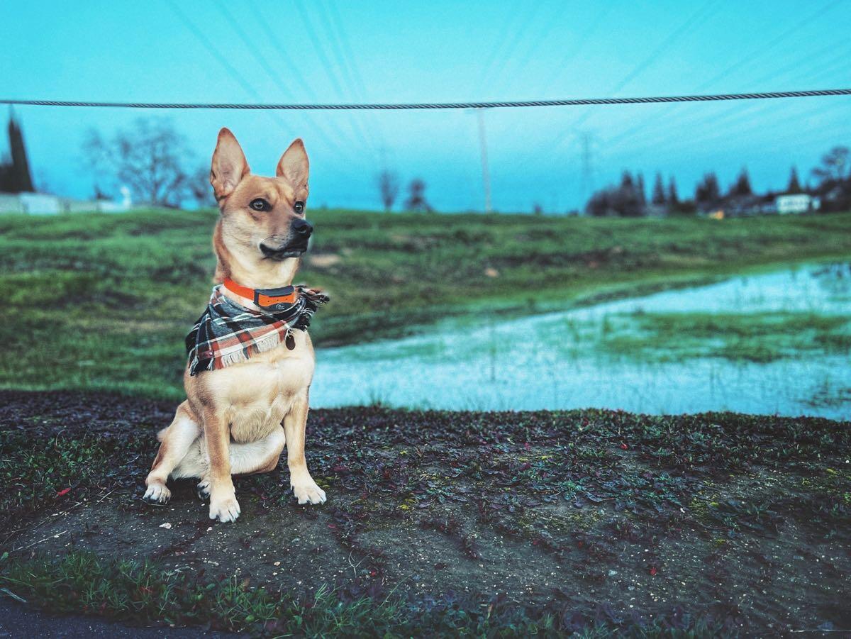 Backyard Pet Spa Boutique Roseville CA Nextdoor