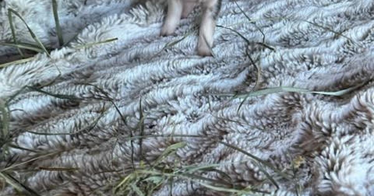 homes needed for Potbelly baby piggies for Free in Palm City, FL For