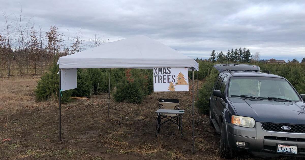 Christmas Trees for 50 in Bellingham, WA For Sale & Free — Nextdoor
