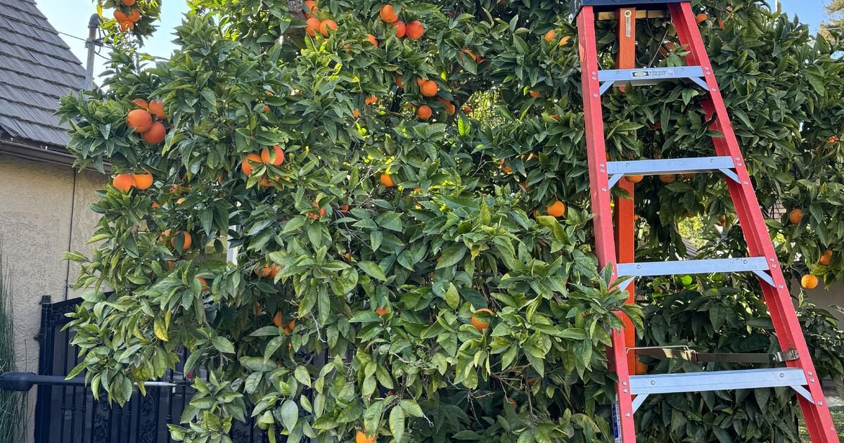 free-lemons-and-blood-oranges-for-free-in-south-pasadena-ca-for-sale