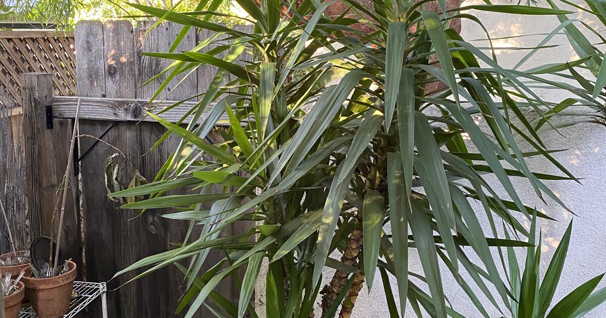 Plants (some) in expensive pots 5 and up for 5 in Burbank, CA For Sale & Free — Nextdoor