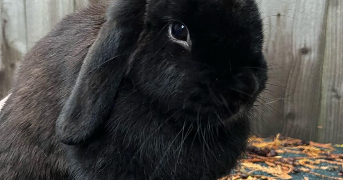 Adorable bonded Holland Lop rabbits for Free in Seattle, WA | For Sale ...