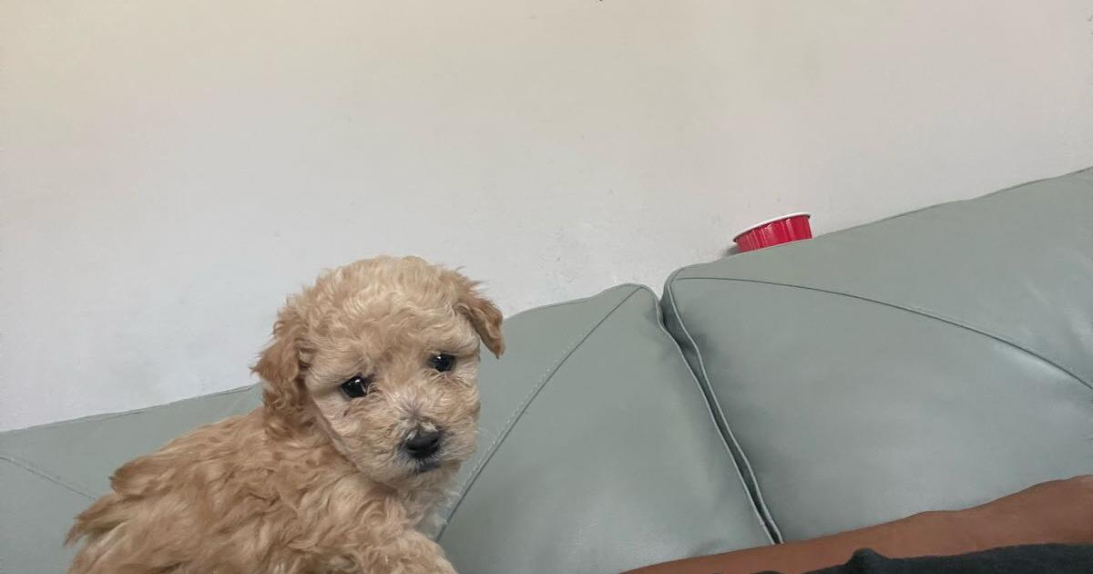 Maltipoo puppies in East Wenatchee, WA Finds — Nextdoor