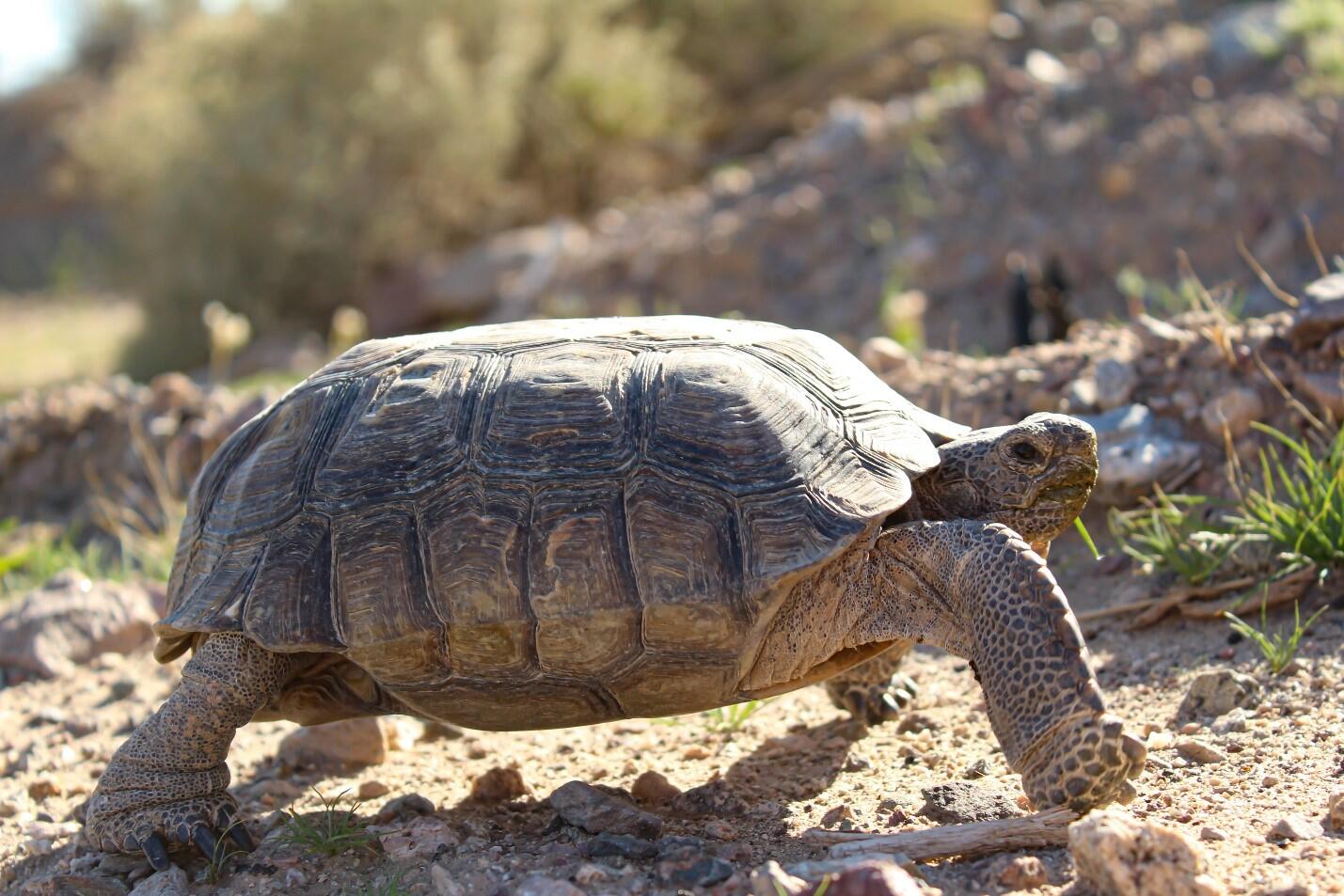 What's in your backyard? - Desert Tortoise (State of Nevada) — Nextdoor ...