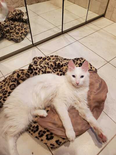 Paw and best sale claw cat grooming