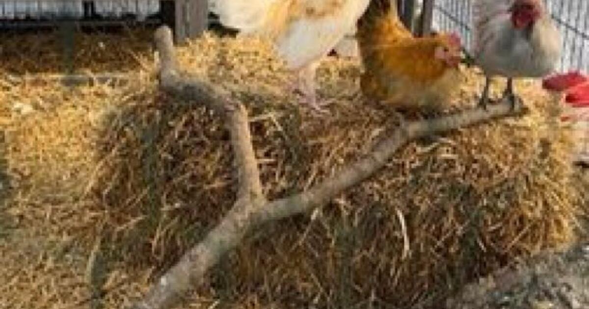 Chicken Coop + Run + Accessories for 350 in Tulsa, OK For Sale & Free — Nextdoor