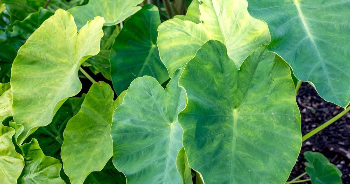 Elephant Ear Bulbs Taro Plant for 3 in Dallas, TX Finds — Nextdoor