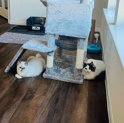 249 animal deals clinic