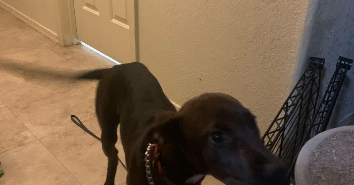 6 month Puppy for $75 in Tucson, AZ | For Sale & Free — Nextdoor