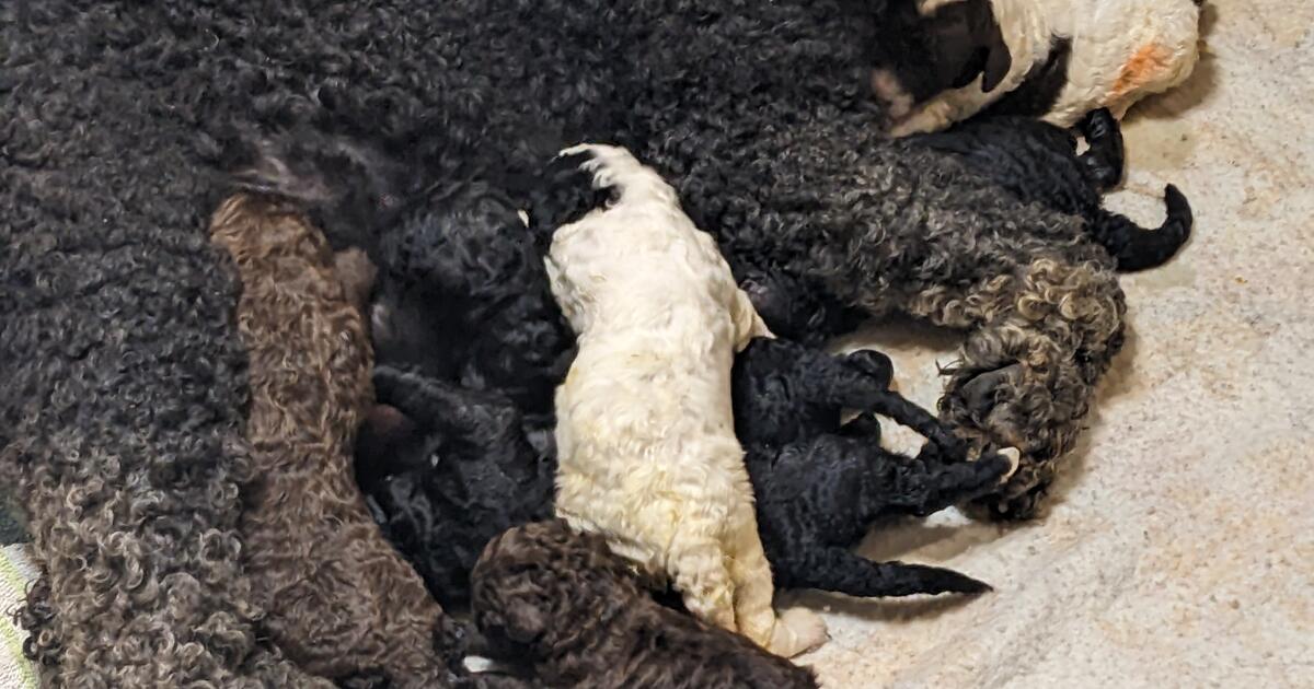 Standard poodle puppies in Cicero, IL For Sale & Free — Nextdoor