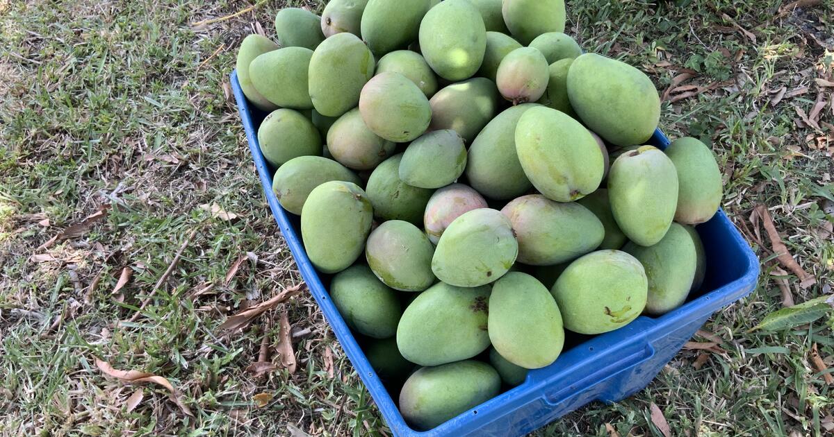 Mangoes in Englewood, FL Finds — Nextdoor