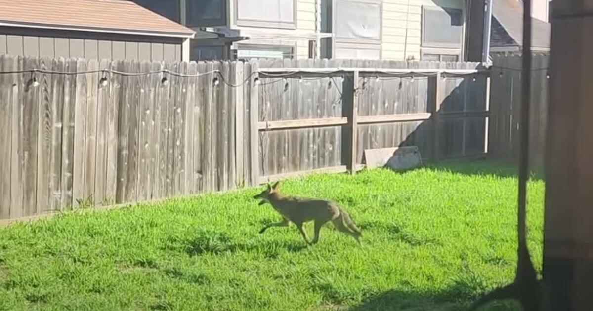 Coyotes — Nextdoor