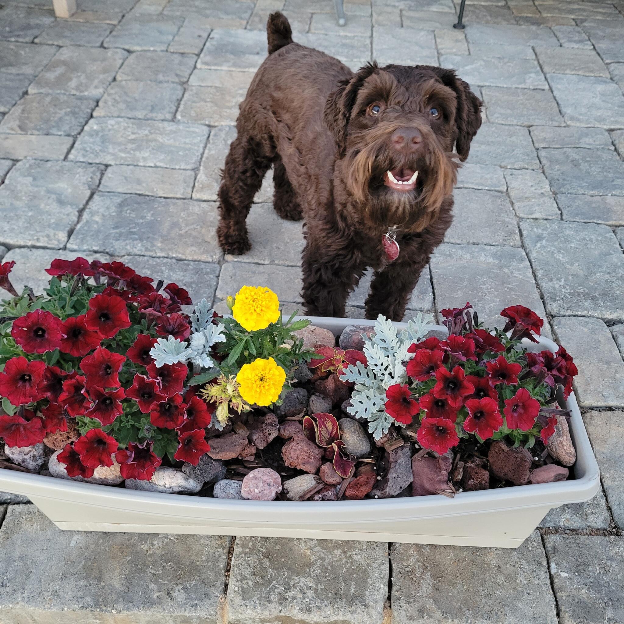 Ashcroft kennels store