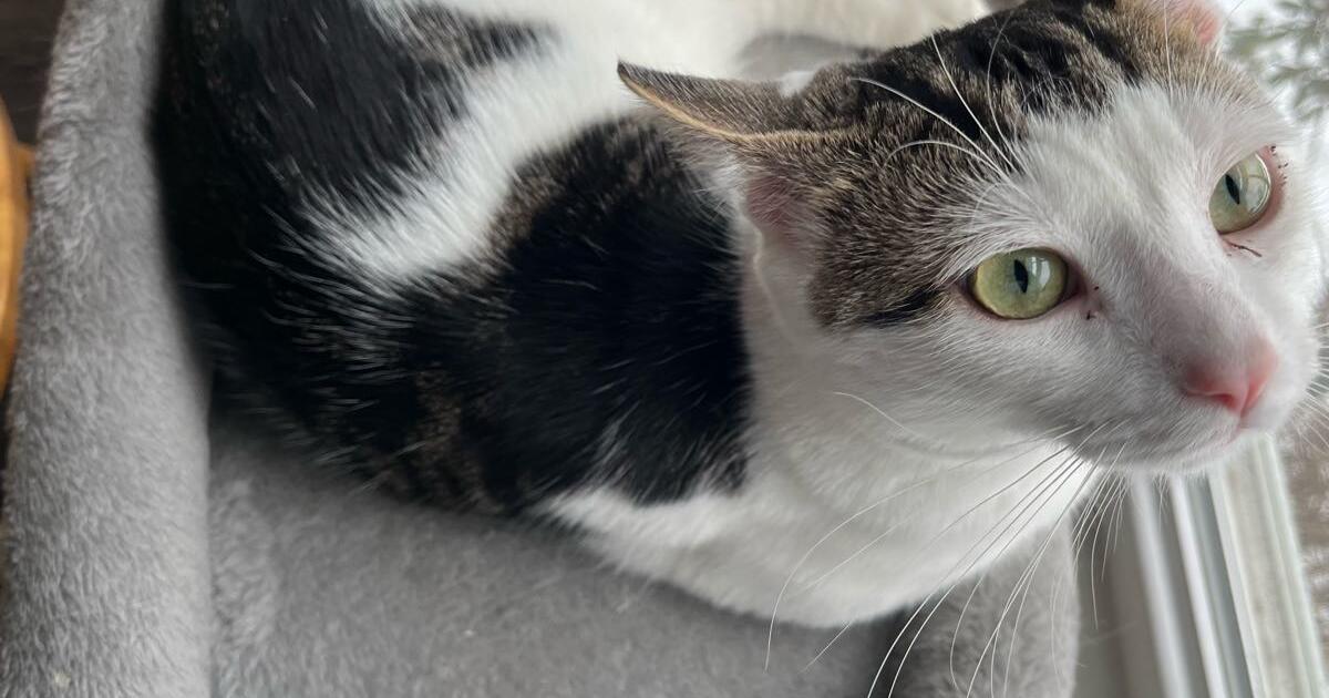 Free cats for Free in Mechanicsburg, PA For Sale & Free — Nextdoor