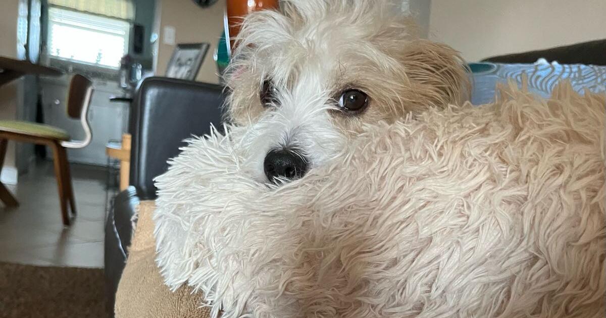 Overnight Dog Care