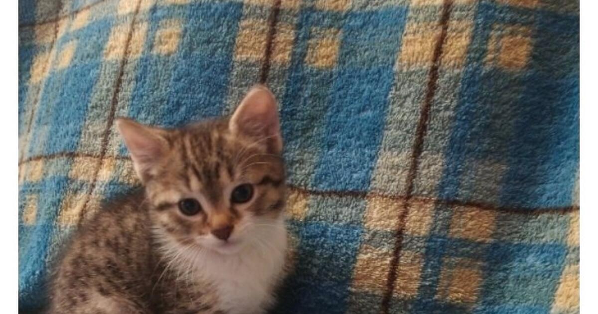 Kittens for 20 in Spokane, WA For Sale & Free — Nextdoor