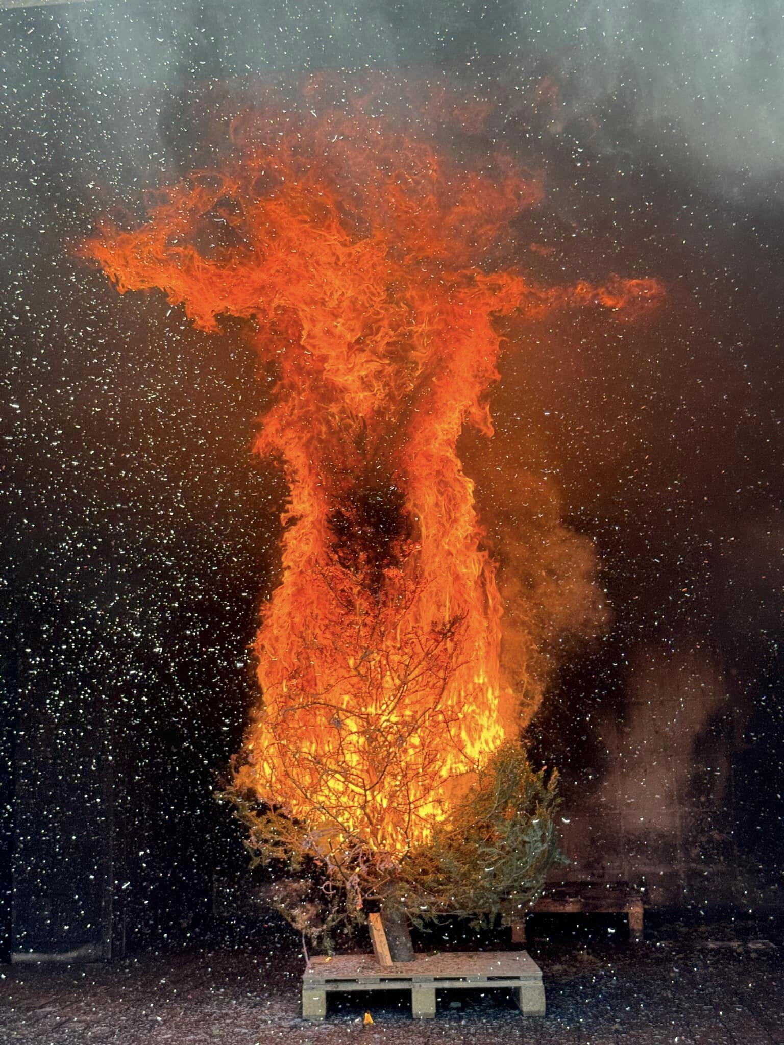 A live Christmas tree can be a potential fire hazard, especially if it