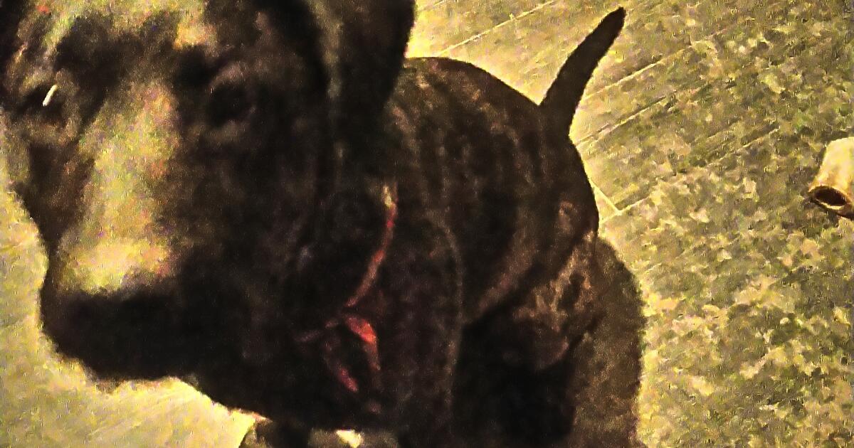 Rehoming A Puppy for Free in Chehalis, WA For Sale & Free — Nextdoor