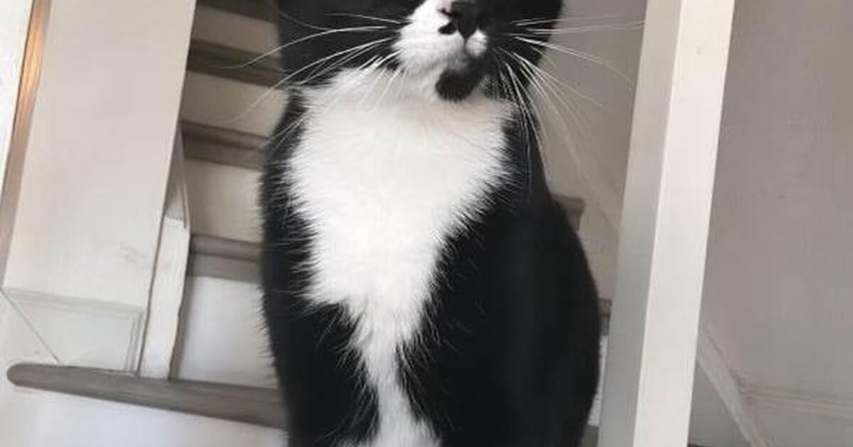 One year old cat, spayed with extras for 25 in Elk Grove, CA For