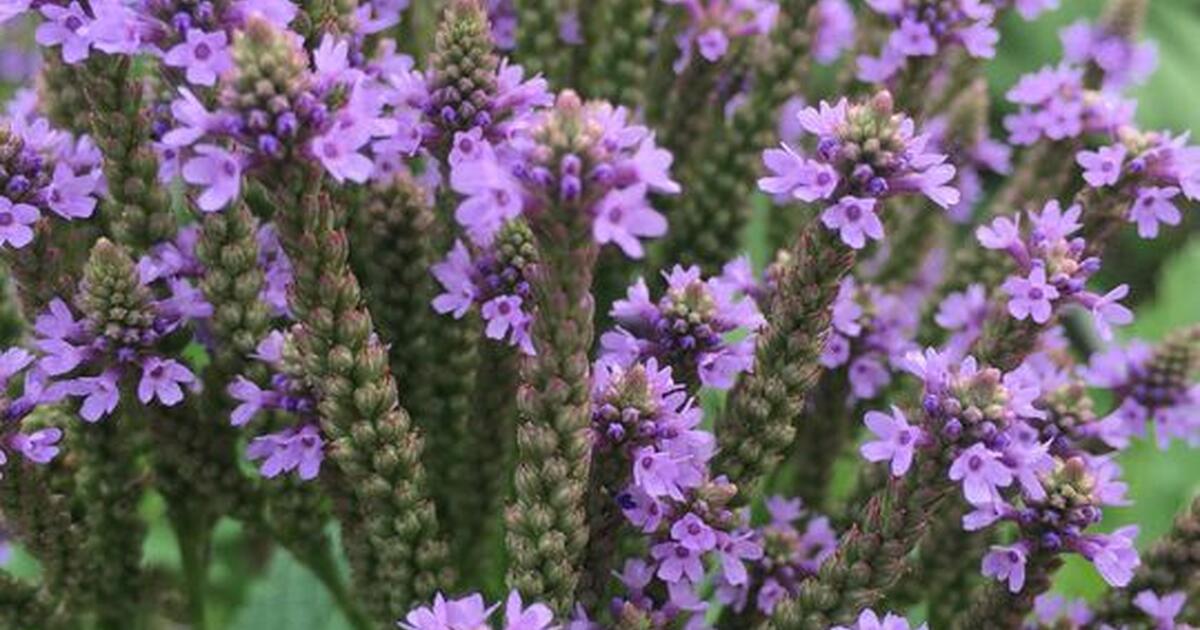 seeds-300-verbena-hastata-wildflower-attracts-lots-of-bees-organic-for