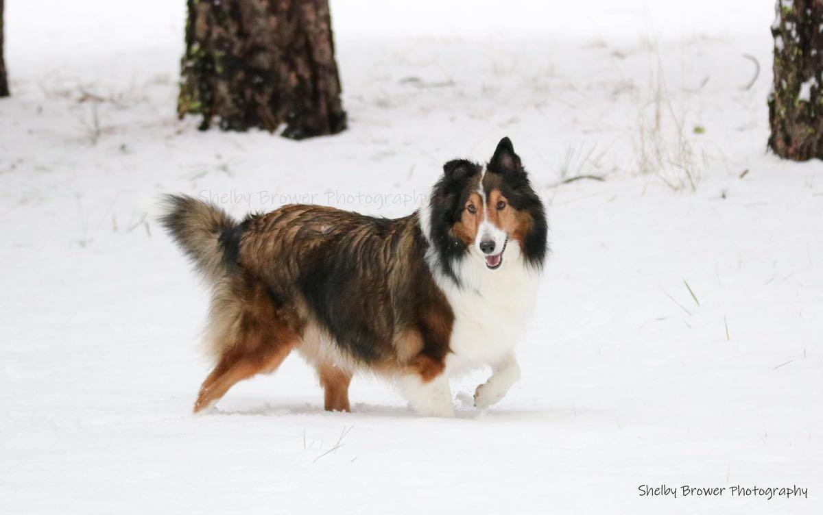 Pet Services for Free in Medical Lake, WA For Sale & Free — Nextdoor