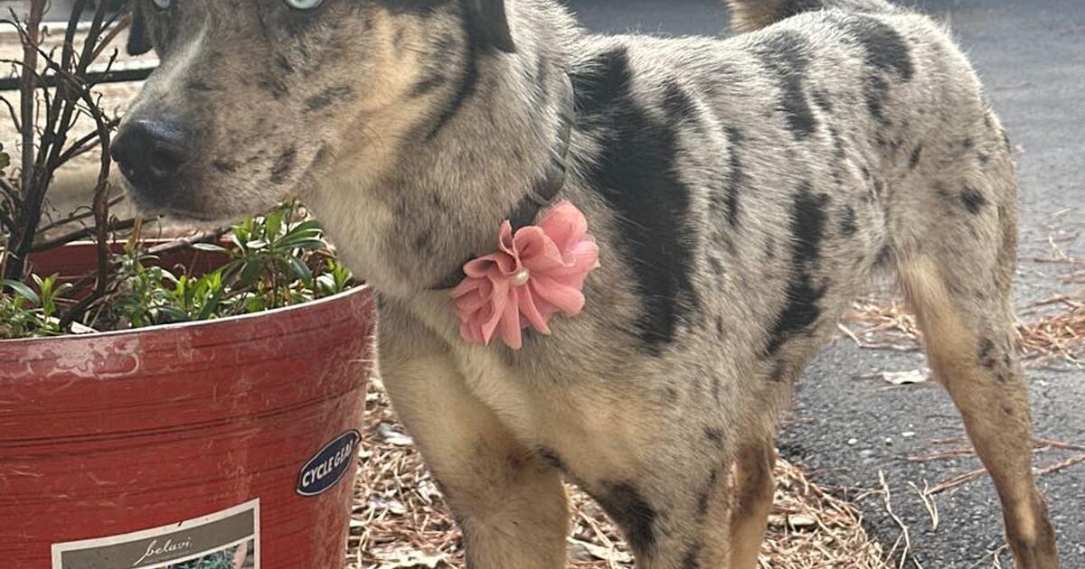 Finding a new home for my dog ) for Free in Raleigh, NC For Sale & Free — Nextdoor