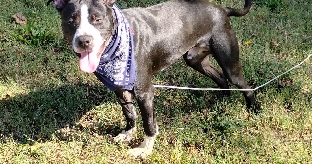 Giving a dog away for Free in Jefferson City, MO For Sale & Free