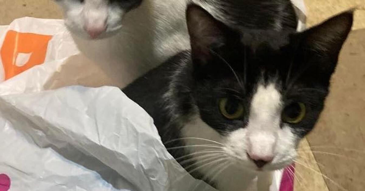 Cats brother and sister for Free in Tallahassee, FL For Sale & Free