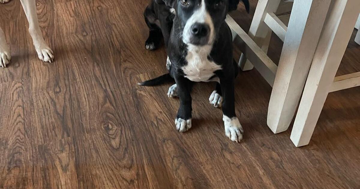 I Need to find home asap for 2 puppies for Free in Toccoa, GA For