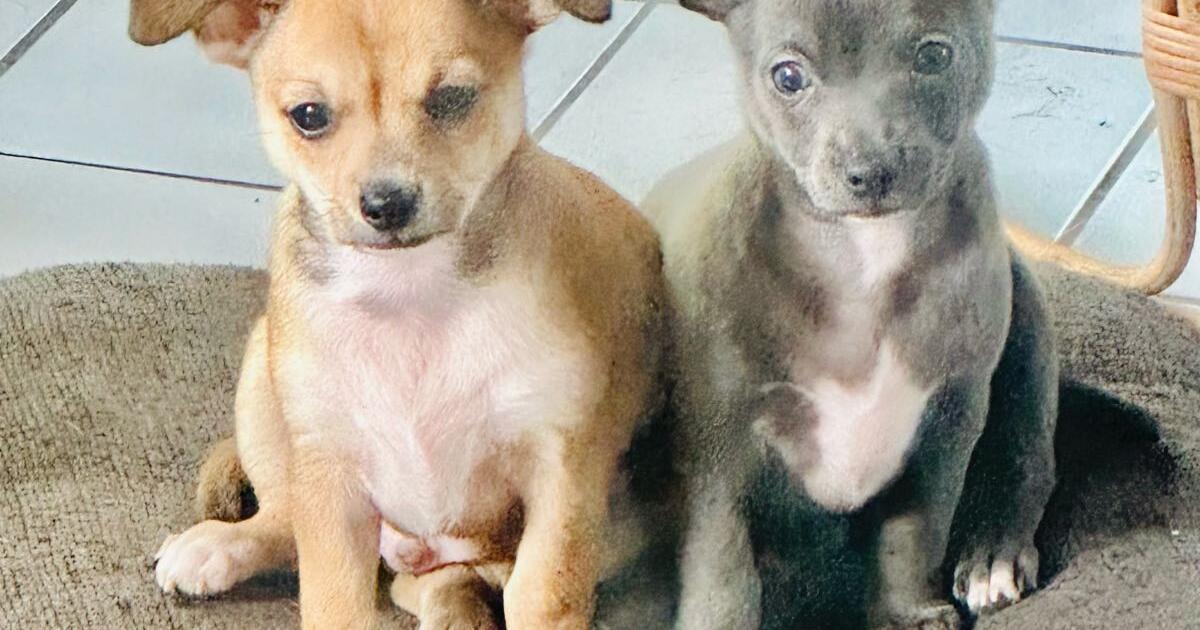 81/2 week old puppies for 560 in Matamoras, PA For Sale & Free