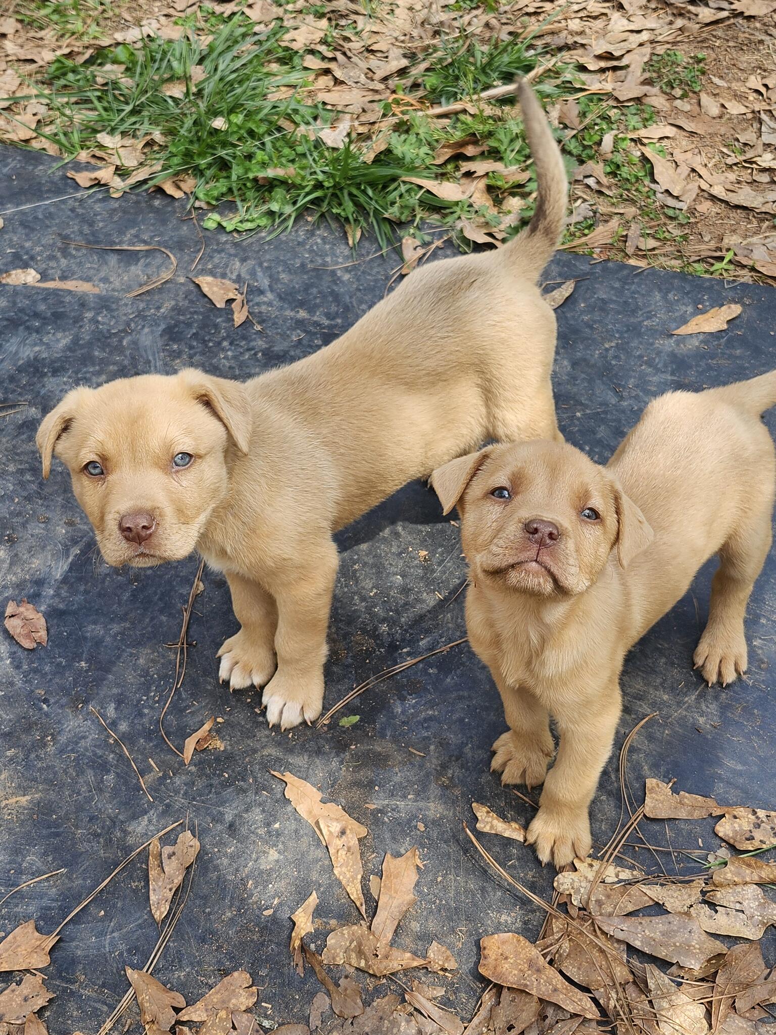 3 Female Puppies for Free in Villa Rica, GA For Sale & Free — Nextdoor