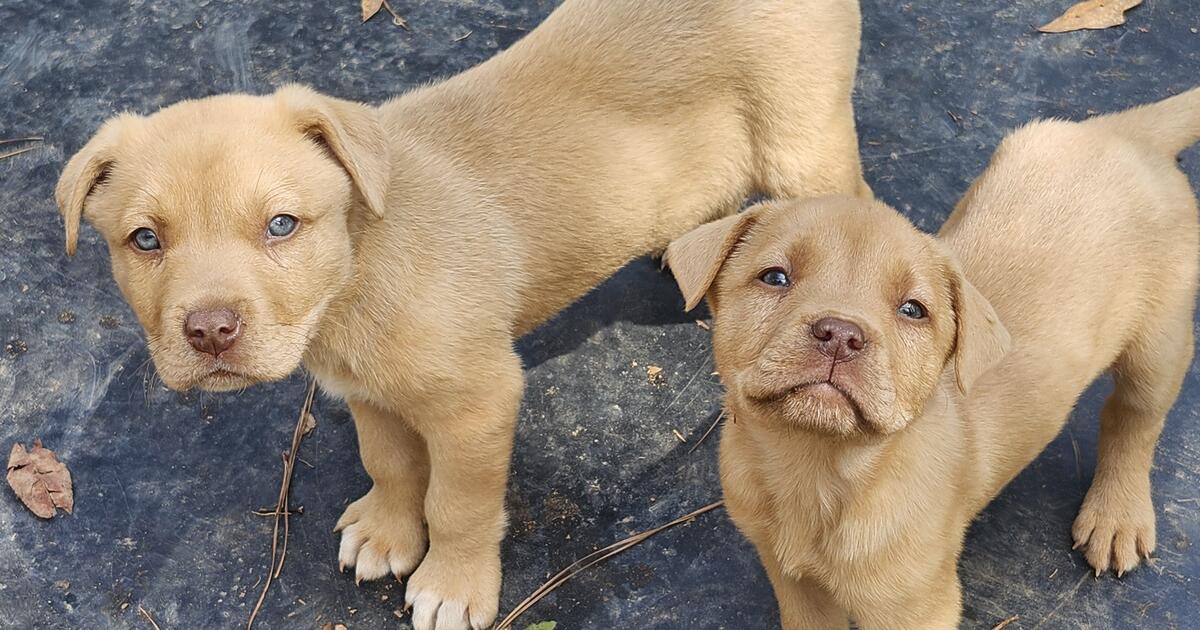 3 Female Puppies for Free in Villa Rica, GA For Sale & Free — Nextdoor