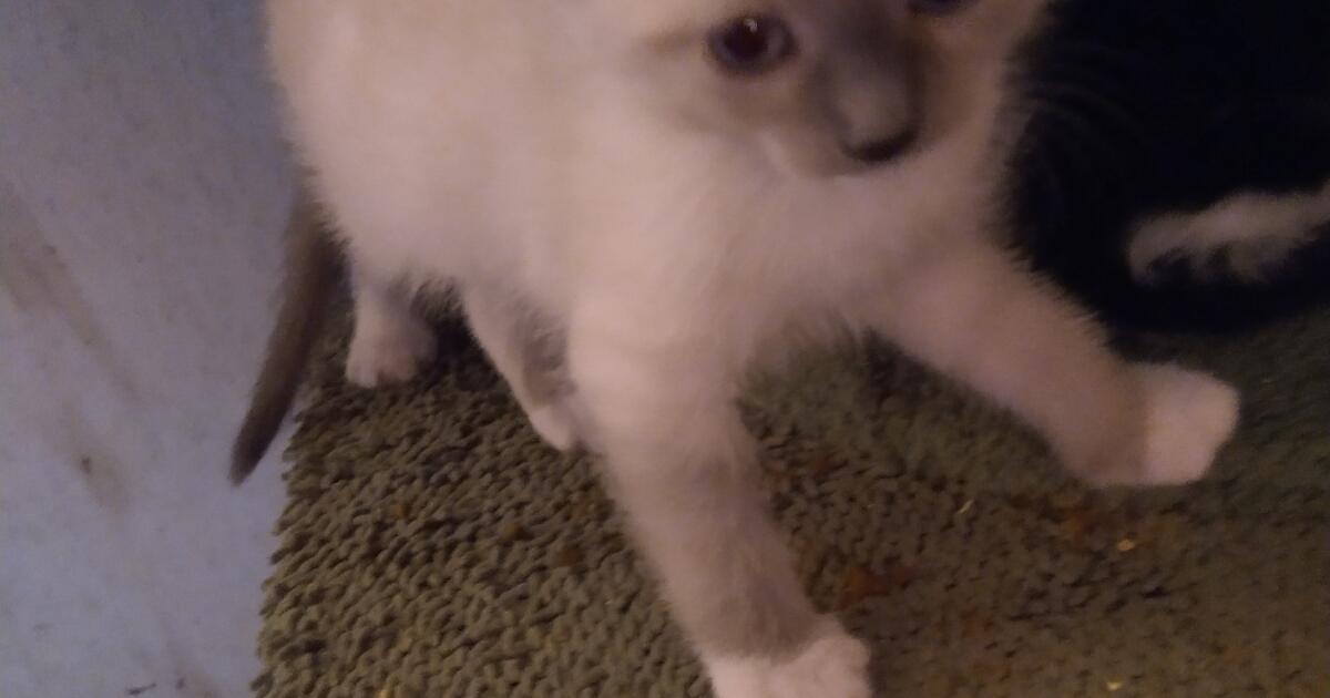 Free Kittens for Free in Liberty, SC For Sale & Free — Nextdoor